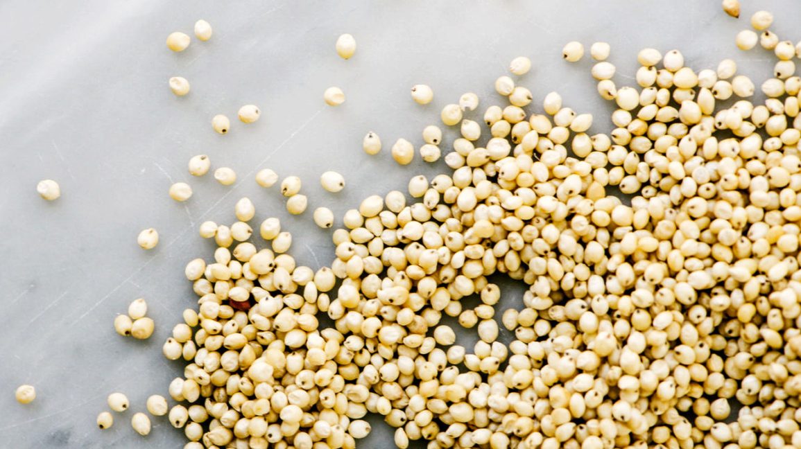 Sorghum